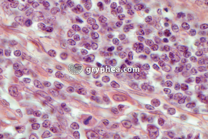 Thymus x400 - gryphea.com